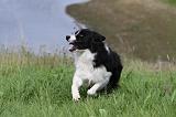 BORDER COLLIE 761